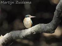 Heilige ijsvogels [Todiramphus]